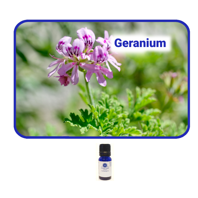 Geranium Essential Oil Essentially Grateful