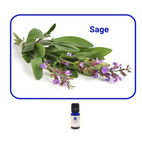 Sage Essential Oil Essentially Grateful