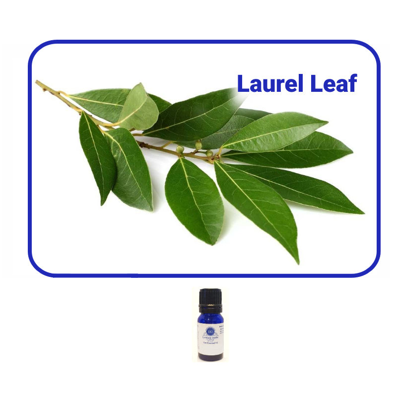 Laurel Leaf Essential Oil Essentially Grateful